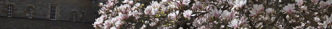 Front Quad with Magnolia Tree in bloom